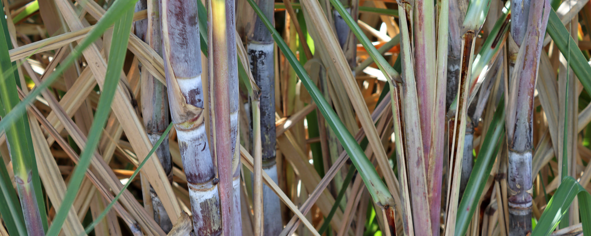 RivièreSalée AZ Martinique